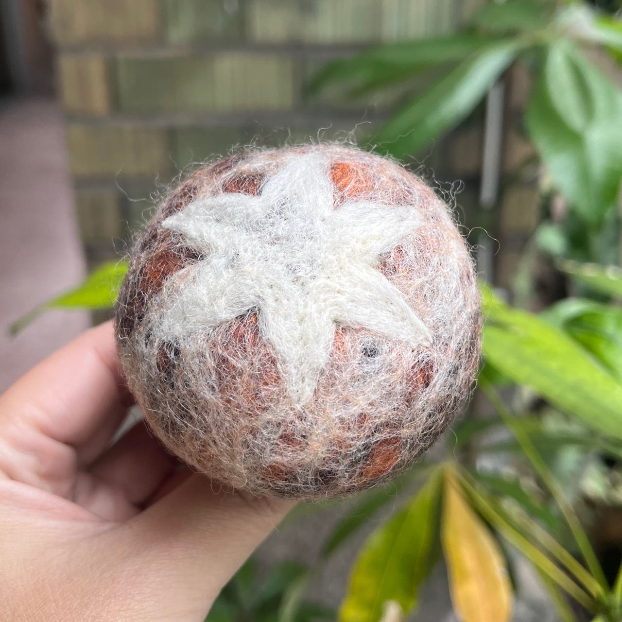 蔬果｜花菇